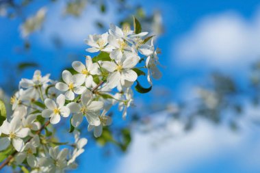 Mavi gökyüzüne karşı vahşi bir elma ağacının açtığı dal.