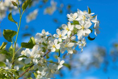 Mavi gökyüzüne karşı vahşi bir elma ağacının açtığı dal.