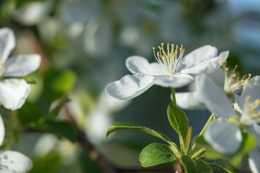 Güneşli bir günde Güzel vahşi elma çiçeği