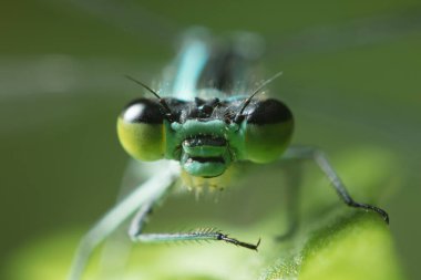 Büyük gözlü yusufçuk yeşil bir yaprağa oturmuş kameraya bakıyor.