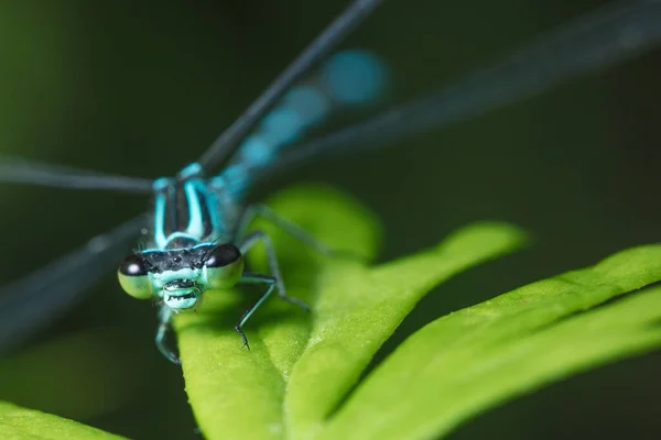 Büyük Gözlü Yusufçuk Yeşil Bir Yaprağa Oturmuş Kameraya Bakıyor — Stok fotoğraf