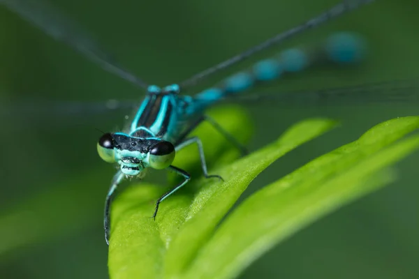Libelle Mit Großen Augen Aus Nächster Nähe Auf Einem Grünen — Stockfoto