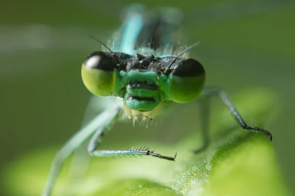 Libelle Mit Großen Augen Aus Nächster Nähe Auf Einem Grünen — Stockfoto