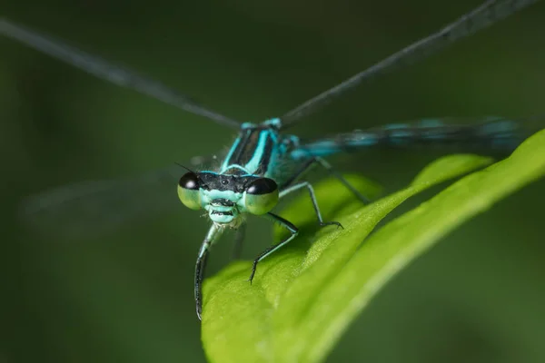 Dragonfly Big Eyes Close Sitting Green Leaf Looking Camera — Stock Photo, Image