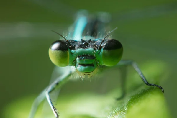 Libelle Mit Großen Augen Aus Nächster Nähe Auf Einem Grünen — Stockfoto