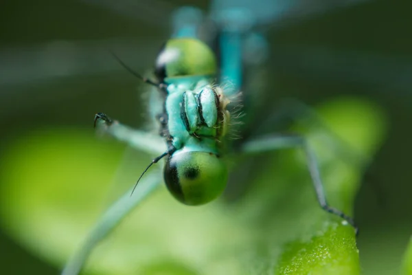 Dragonfly Big Eyes Close Sitting Green Leaf Looking Camera — Stock Photo, Image