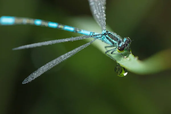 Dragonfly Arrow Cerca Temprano Mañana Gotas Rocío —  Fotos de Stock