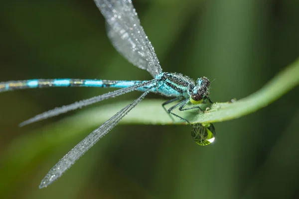 Dragonfly Arrow Close Early Morning Dewdrops — Stock Photo, Image