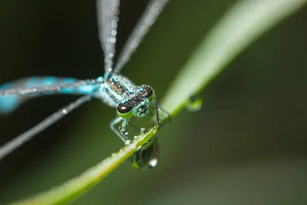 Dragonfly Arrow Close Early Morning Dewdrops — Stock Photo, Image