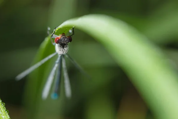 Dragonfly Arrow Close Early Morning Dewdrops — Stock Photo, Image