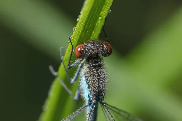 Dragonfly Arrow Zbliżenie Wcześnie Rano Rosy — Zdjęcie stockowe