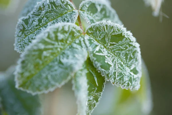 Gelo Splendidamente Incornicia Piante All Inizio Della Mattina Autunno — Foto Stock