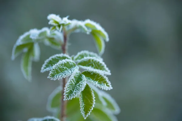 Frost Indah Frame Tanaman Awal Musim Gugur Pagi — Stok Foto