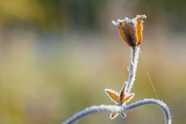 Frost Indah Frame Tanaman Awal Musim Gugur Pagi — Stok Foto