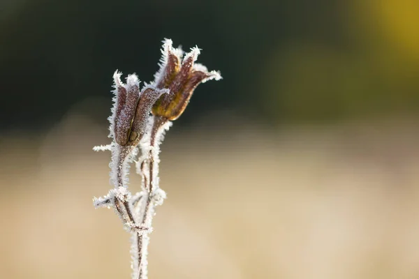 Frost Indah Frame Tanaman Awal Musim Gugur Pagi — Stok Foto