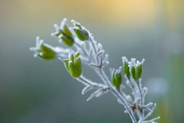 Frost, sonbahar sabahının erken saatlerinde bitkileri güzel bir şekilde çerçeveler.