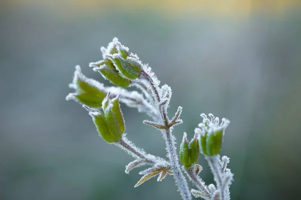 Frost beautifully frames the plants in the early autumn morning