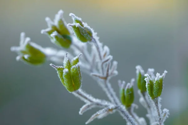 Frost, sonbahar sabahının erken saatlerinde bitkileri güzel bir şekilde çerçeveler.