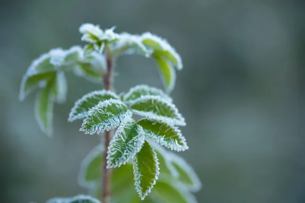 Frost Lindamente Enquadra Plantas Início Manhã Outono Fotos De Bancos De Imagens