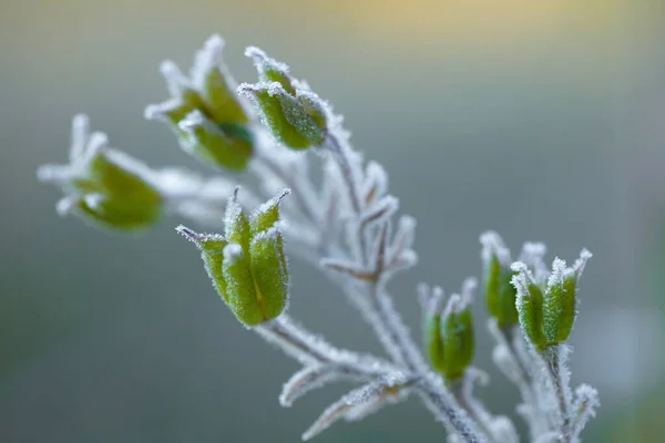 Frost Encadre Magnifiquement Les Plantes Petit Matin Automne Photos De Stock Libres De Droits