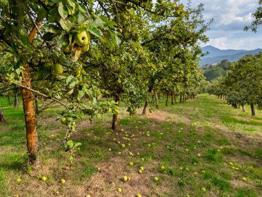 Ağaçta elma elmaları toplanmaya hazır, Nava, Comarca de la Sidra, Asturias, İspanya
