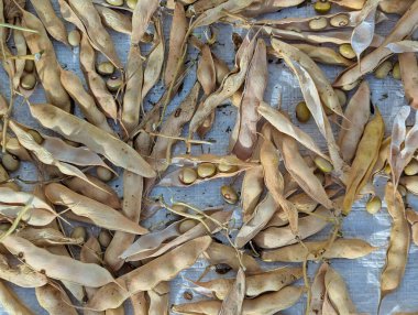 Faba roxa veya kırmızı fasulye hasat güneşte, Nava, Comarca de la Sidra, Asturias, İspanya