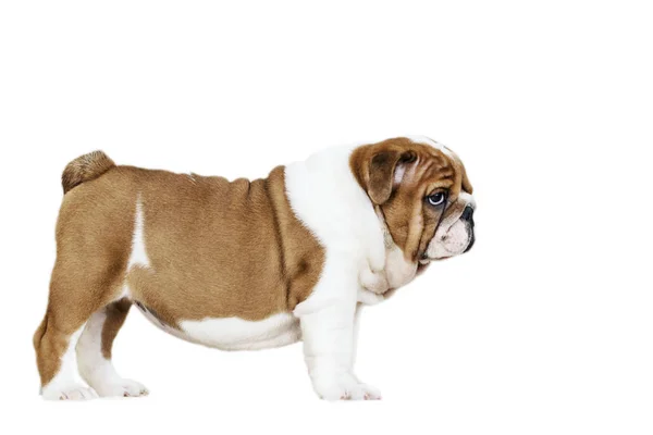 Filhote Cachorro Inglês Bulldog Ruiva Com Branco Fica Lado Olha — Fotografia de Stock