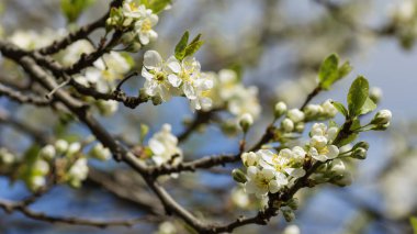 bahar çiçeklenme Erik tomurcukları beyaz renkler başlangıcı