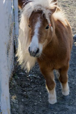 Kabarık beyaz yele örgülü Charming shetland midilli