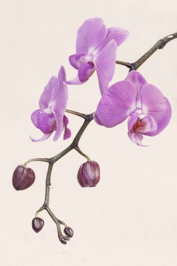 Pembe falaenopsis Orkide çiçeği kışın veya ilkbaharda beyaz arka planda izole tropik bahçe.