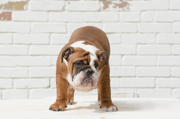 Bonito Inglês bulldog filhote de cachorro de pé e olhando retrato — Fotografia de Stock