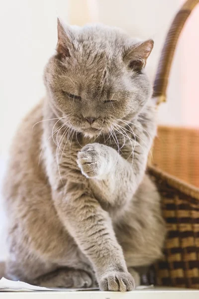 En søt katt som slikker poten med rare følelser mot vinduet – stockfoto