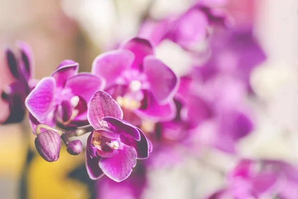 ピンク・ファラエンシス冬か春の蘭の花白い背景に隔離された熱帯の庭. — ストック写真