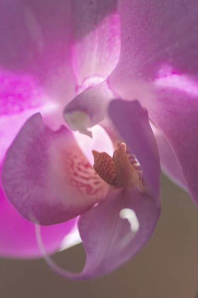 Rosa Phalaenopsis Orquídea flor no inverno ou primavera dia jardim tropical isolado no fundo branco. — Fotografia de Stock