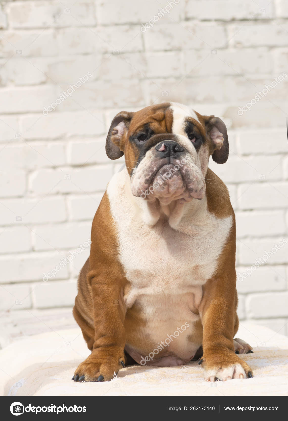 red english bulldog puppies