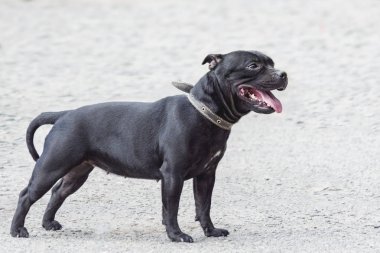 Pürüzsüz gri arka plan güzel köpek portresi. gülümseyen köpek İngilizce Staffordshire boğa terrier