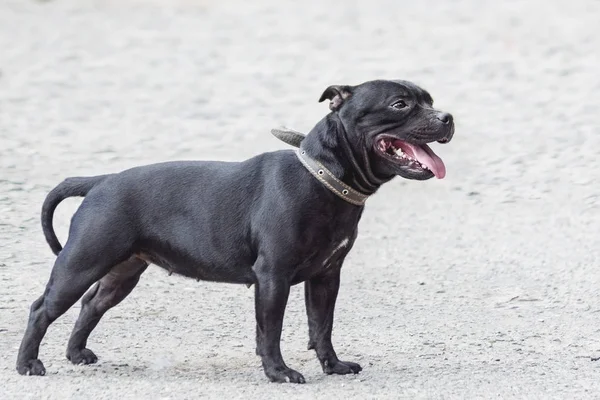 Beau portrait de chien en fond gris lisse. chien souriant English Staffordshire taureau terrier — Photo