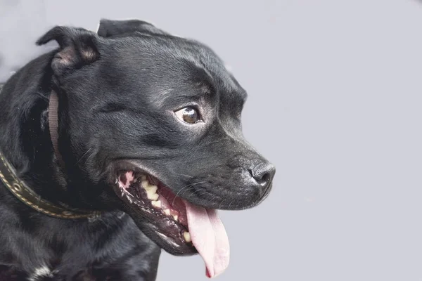 Retrato de cão bonito em fundo cinza liso. cão sorridente Inglês Staffordshire touro terrier — Fotografia de Stock