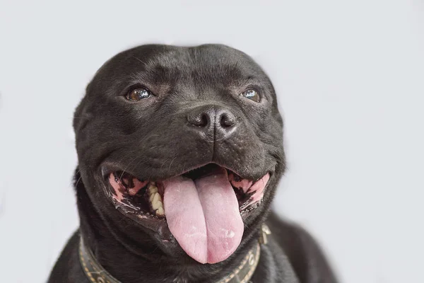 滑らかな灰色の背景に美しい犬の肖像画。笑顔の犬 イングリッシュ スタッフォードシャー ブル テリア — ストック写真