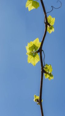 mavi gökyüzüne karşı genç yaprakları ile üzüm asma