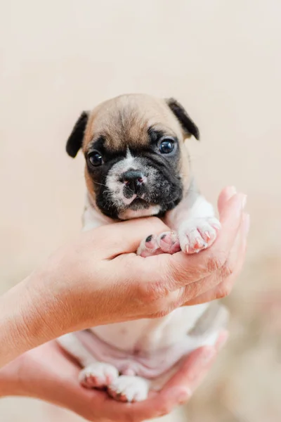 Bulldog francés retrato de cachorro sobre fondo claro crema pálida en las manos de la anfitriona — Foto de Stock