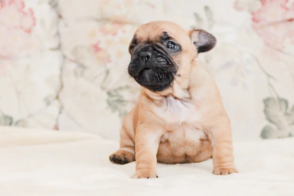 Retrato de cachorro buldogue francês sobre creme pálido fundo de luz — Fotografia de Stock