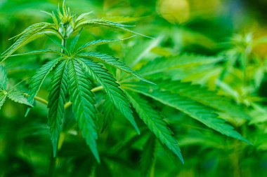 Kenevir bitkileri büyüyor. Bud ve Leaves ile olgunlaşmış marihuana bitkisi. Marihuana bitkilerinin dokusu. arka plan doğal.