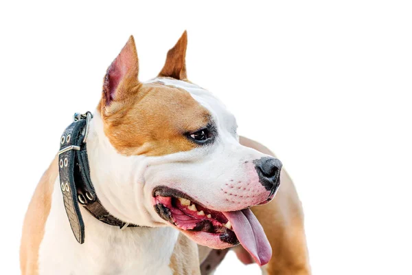 Beyaz arka plan üzerinde Amerikan Staffordshire terrier closeup portre — Stok fotoğraf