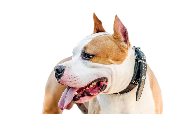 Beyaz arka plan üzerinde Amerikan Staffordshire terrier closeup portre — Stok fotoğraf