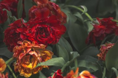 Metin için yer ile bulanıklık arka plan üzerinde yumuşak ışıkta taze yeşil yaprakları ile kırmızı lale tomurcukları. Hollanda lale çiçekleri ilkbaharda parkta.