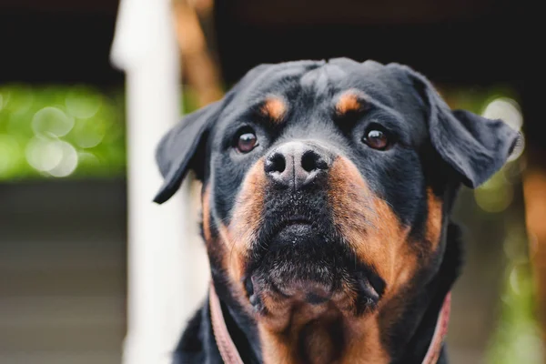 Pes portrét dospělý rotvajiler pozorný vážný vzhled přirozený pozadí — Stock fotografie