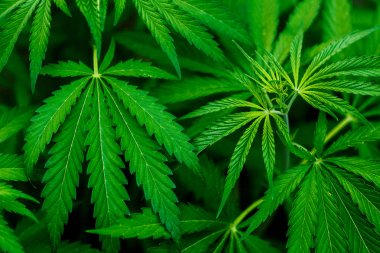 Kenevir bitkileri büyüyor. Bud ve Leaves ile olgunlaşmış marihuana bitkisi. Marihuana bitkilerinin dokusu. arka plan doğal.