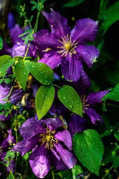 Фіолетова красива квітка Клематис Джекманія. крапля водної роси — стокове фото