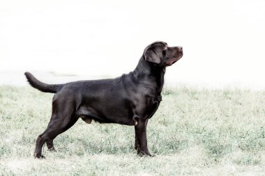 köpek gösterisi bir çim üzerinde duran büyüleyici bir Labrador retriever raf